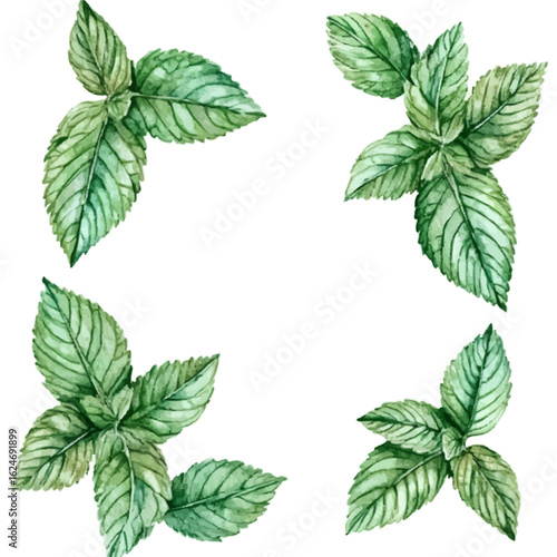 A watercolor mint leaves and pepper mints illustration isolated on a white background, AI painting style, vector set available in EPS format. Hand painted watercolor design

