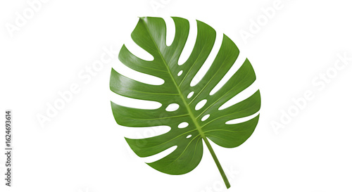 Green Monstera Leaf Isolated on a Transparent Background