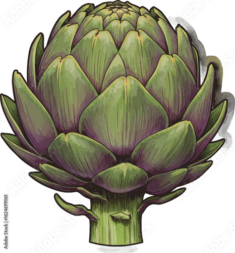 Detailed illustration of a fresh green artichoke with purple hues and intricate leaf patterns, showcasing its unique texture and natural beauty