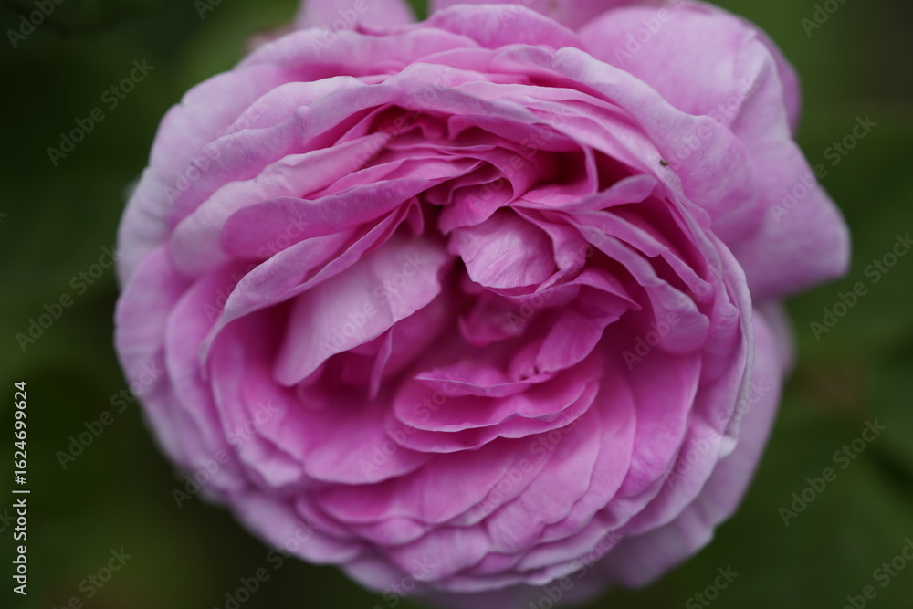 Obraz premium quantum Cambridge valentine roses on different scales and with macro photography