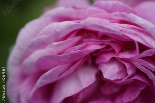 Wallpaper Mural quantum Cambridge valentine roses on different scales and with macro photography Torontodigital.ca