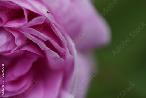 Wallpaper Mural quantum Cambridge valentine roses on different scales and with macro photography Torontodigital.ca