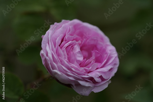 Wallpaper Mural quantum Cambridge valentine roses on different scales and with macro photography Torontodigital.ca