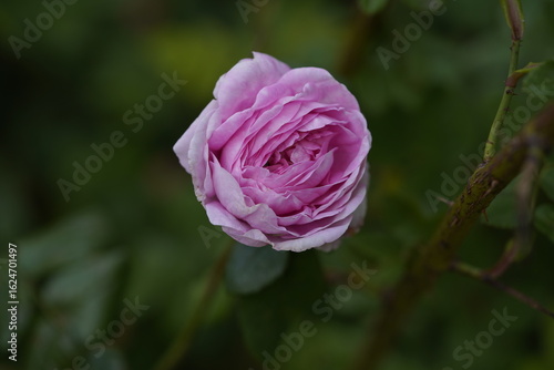 Wallpaper Mural quantum Cambridge valentine roses on different scales and with macro photography Torontodigital.ca