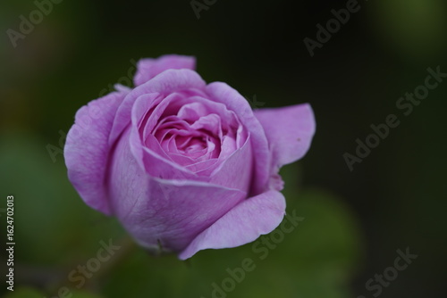 Wallpaper Mural quantum Cambridge valentine roses on different scales and with macro photography Torontodigital.ca