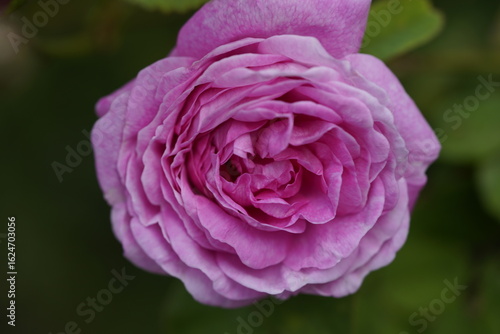 Wallpaper Mural quantum Cambridge valentine roses on different scales and with macro photography Torontodigital.ca