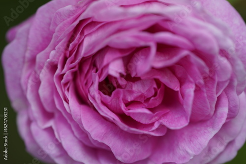 Wallpaper Mural quantum Cambridge valentine roses on different scales and with macro photography Torontodigital.ca