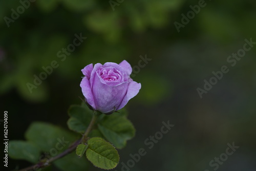 quantum Cambridge valentine roses on different scales and with macro photography