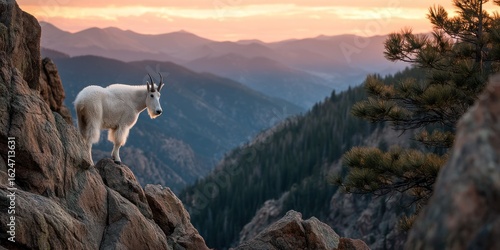 A mountain goat stretching near a cliffside at sunrise