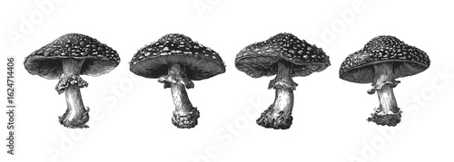 Detailed black and white illustration of various mushrooms fly agaric, amanita showcasing intricately drawn fungi in different shapes and sizes. Ideal for botanical art, educational materials