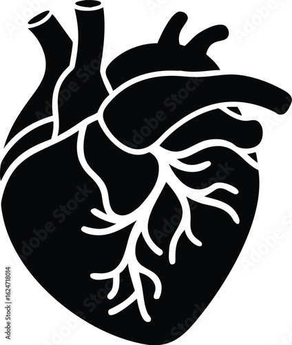 Vector illustration of black anatomical human heart  silhouette silhouette isolated