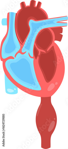Aortic aneurysms 
