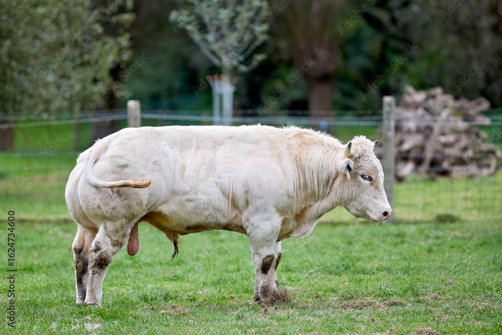 Fototapeta premium A magnificent white bull with impressive musculature stands in a green pasture. This full-body profile highlights the animal's powerful build, representing livestock farming and agricultural strength.