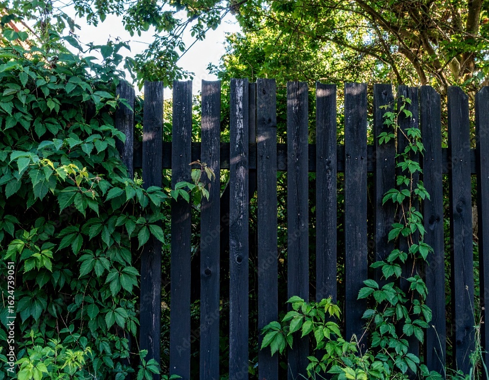 Fototapeta premium Rustic Black Wooden Fence with Dense Green Ivy Climbing on Textured Surface