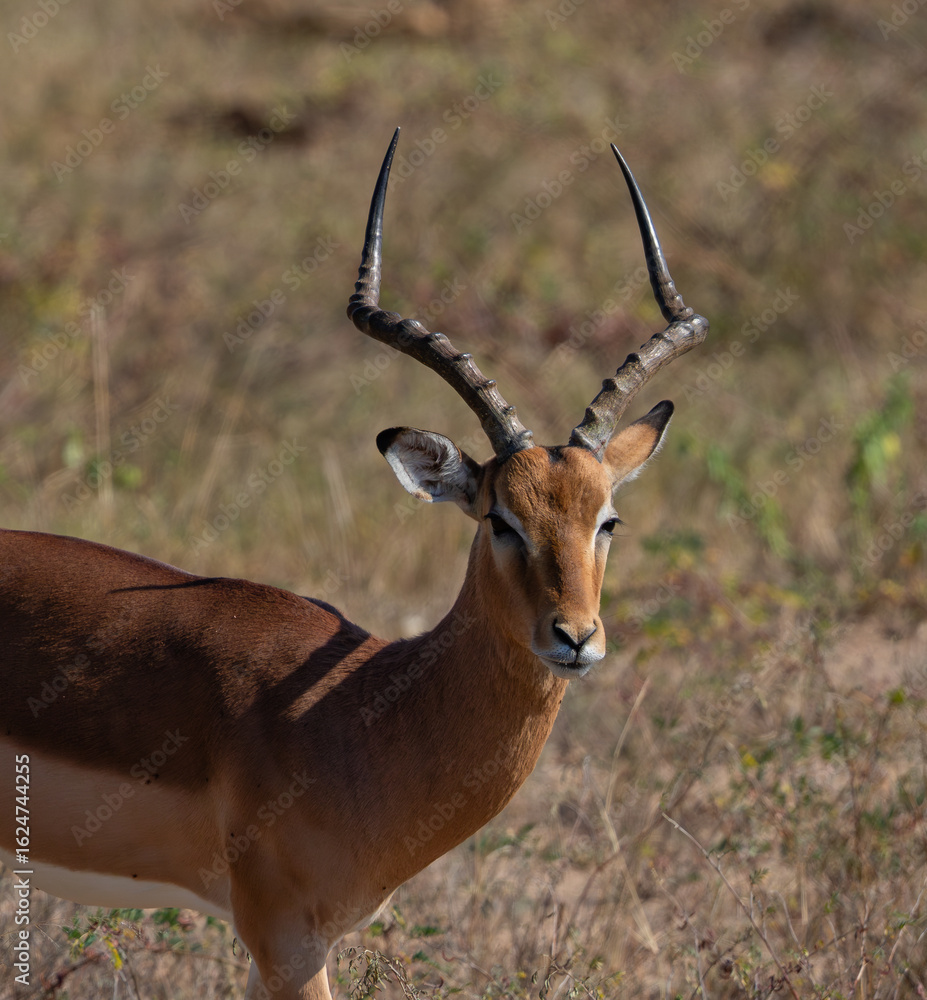 Portrait of an impala ram with beautiful horns Portrait of an impala ram with beautiful horns