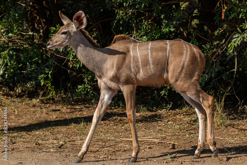Portrait of a young kudu calf