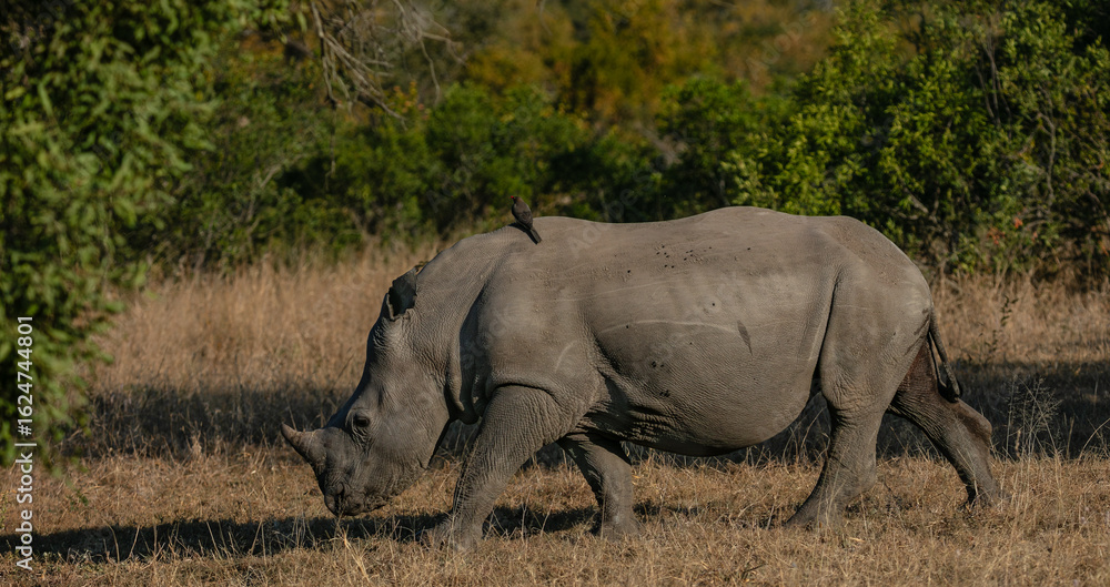 Fototapeta premium One white rhino walking in the bush
