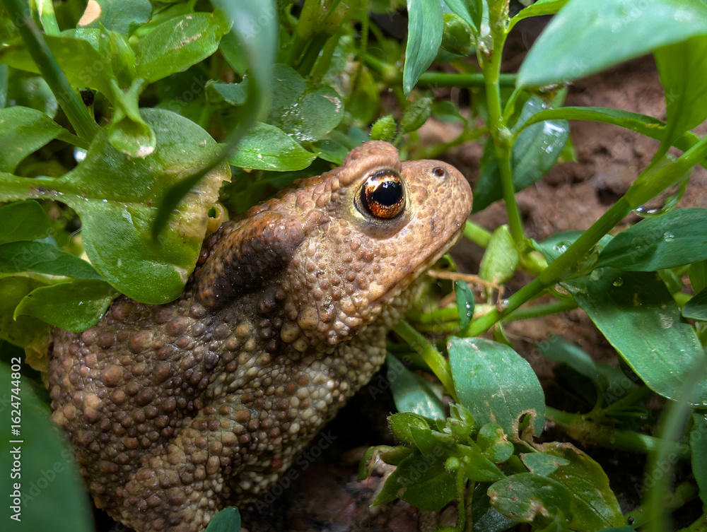 Obraz premium Toad in the grass