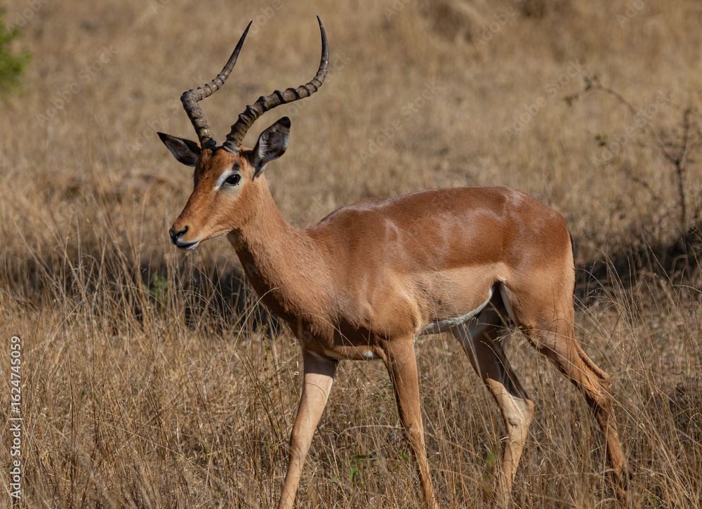 One impala ram walking in long grass One impala ram walking in long grass