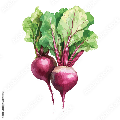 Beetroot watercolor illustration isolated