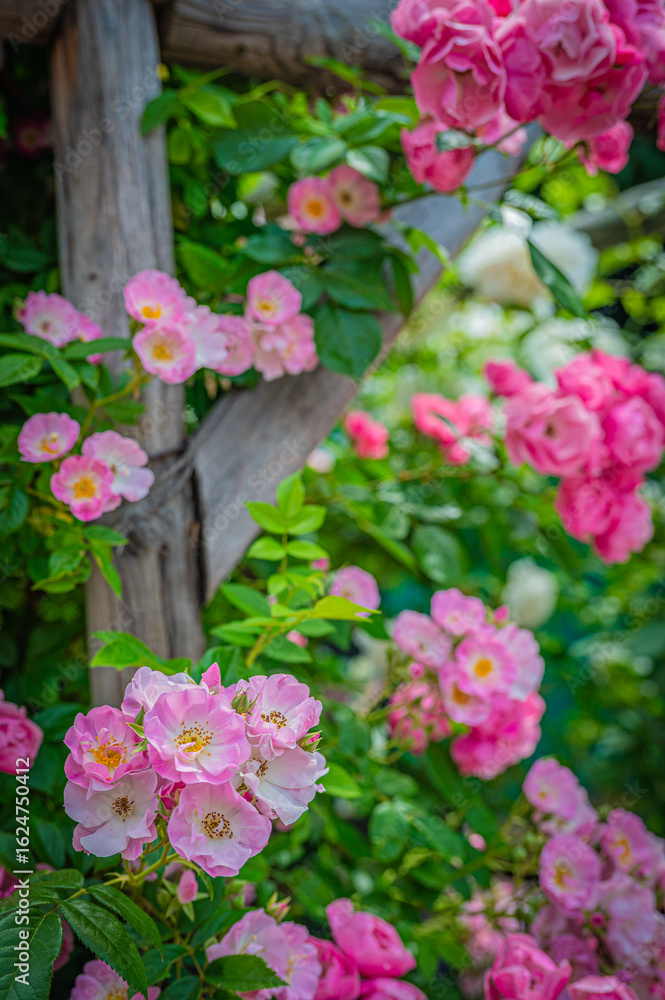 Fototapeta premium 北海道 札幌市 バラ園