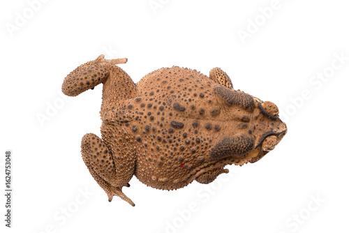 TopDown View of a Bumpy Brown Toad Bufonidae with Dark Spots