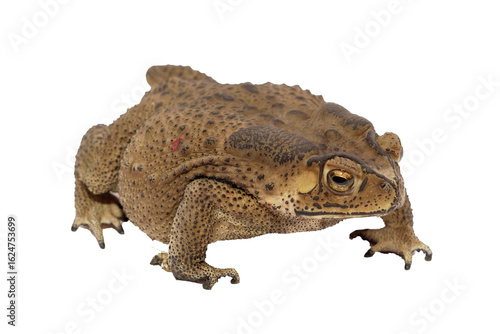 Close-up of a Brown Toad Bufonidae on a White Surface