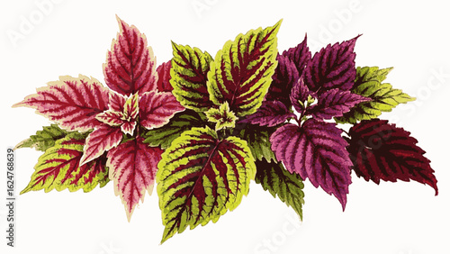 Timeless Grove Coleus Beautiful leafy tree isolated watercolor vector illustration svg