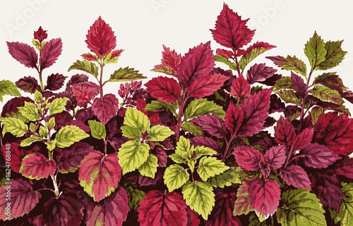 Quiet Sanctuary Coleus Beautiful leafy tree isolated watercolor vector illustration svg