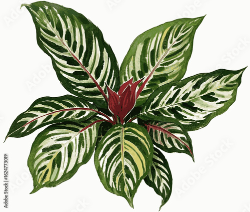 Arboreal Serenity Calathea Beautiful leafy tree isolated watercolor vector illustration svg