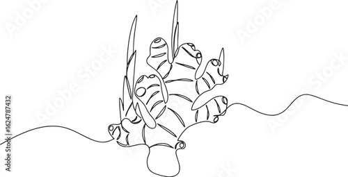 Minimalistic One-Line Drawing of Ginger Root on White Background