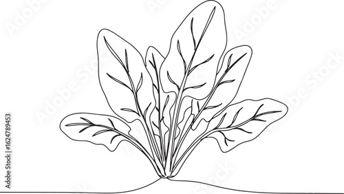Minimalist depiction of spinach plant with continuous line drawi