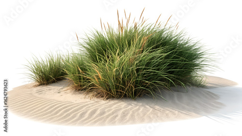 Beach grass on sand dune landscape summer coastal plant nature scene outdoor scenic view of seaside grass