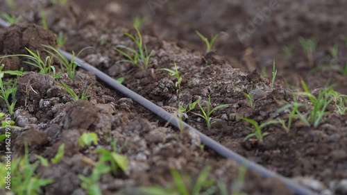 Wallpaper Mural Drip irrigation system in the agriculture field  Torontodigital.ca