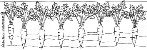 Linear Illustration Displaying a Row of Carrots in a Garden with
