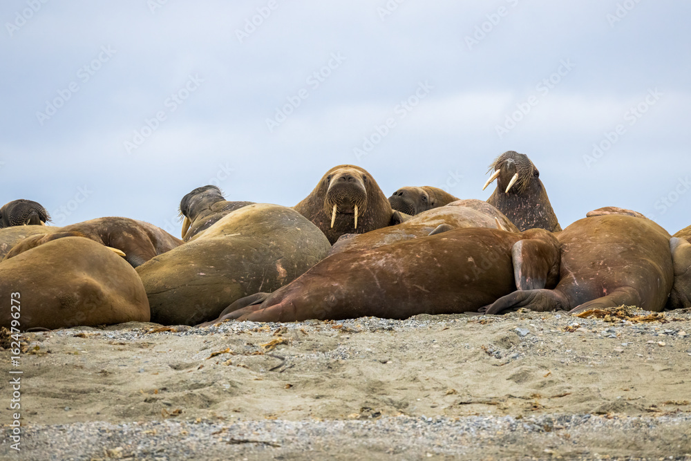 Fototapeta premium A group of walruses lying on the shore with the one in the center looking at the camera