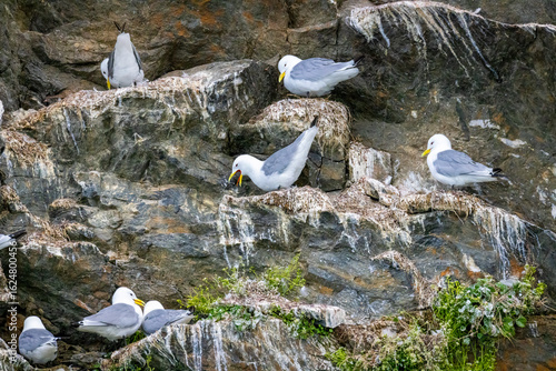 A group of black-legged kittiwakes nesting on the side of a cliff with one of the birds retching in Svalbard