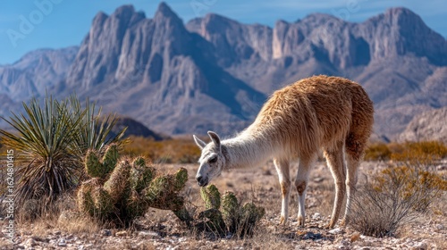 Llama curiously sniffing a cactus in a semi-arid mountain landscape