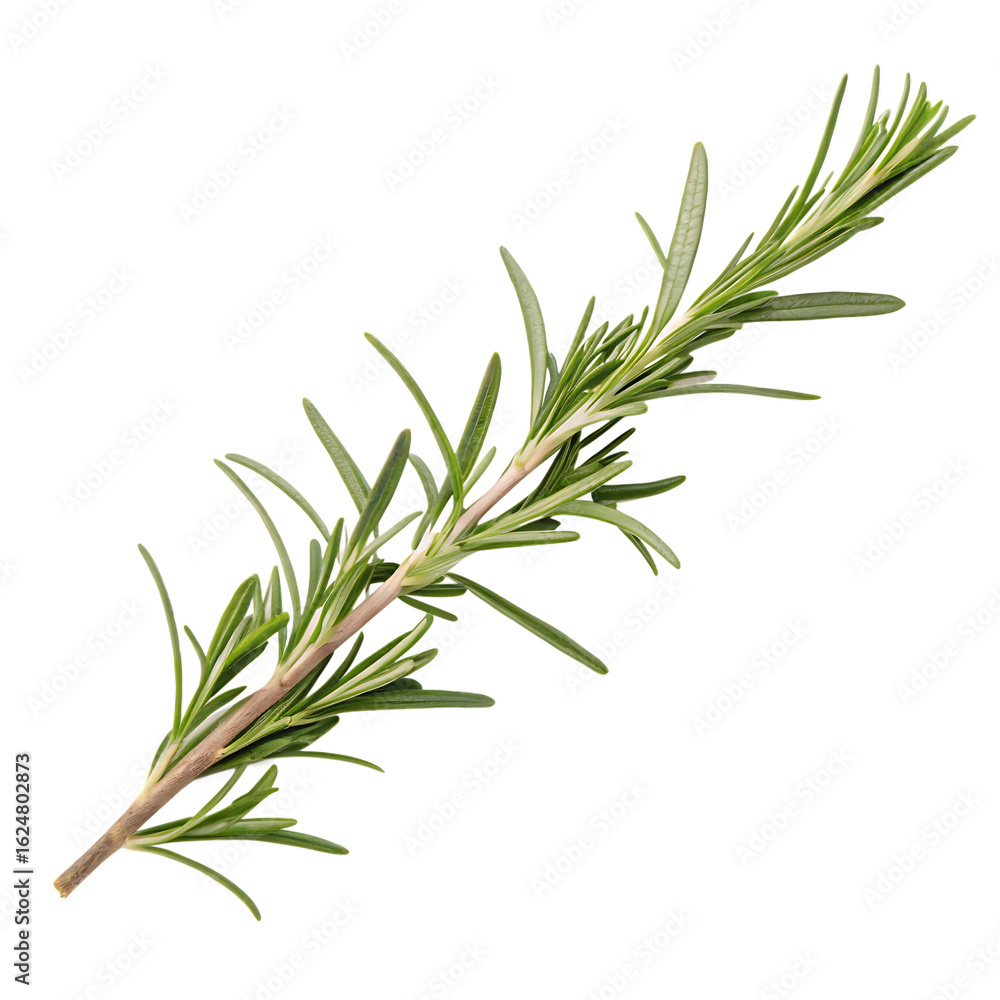 Fototapeta premium Culinary green rosemary herbal sprig isolated on a transparent background png