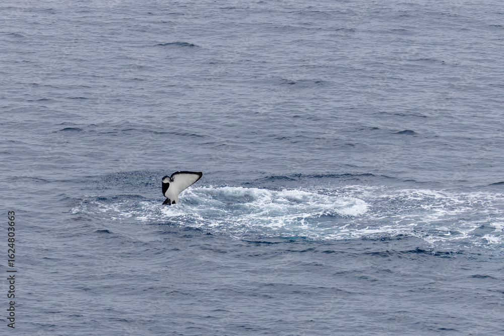 Fototapeta premium The tail (flukes) of an orca as the orca dives