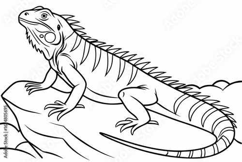 coloring page line art the iguana black vector