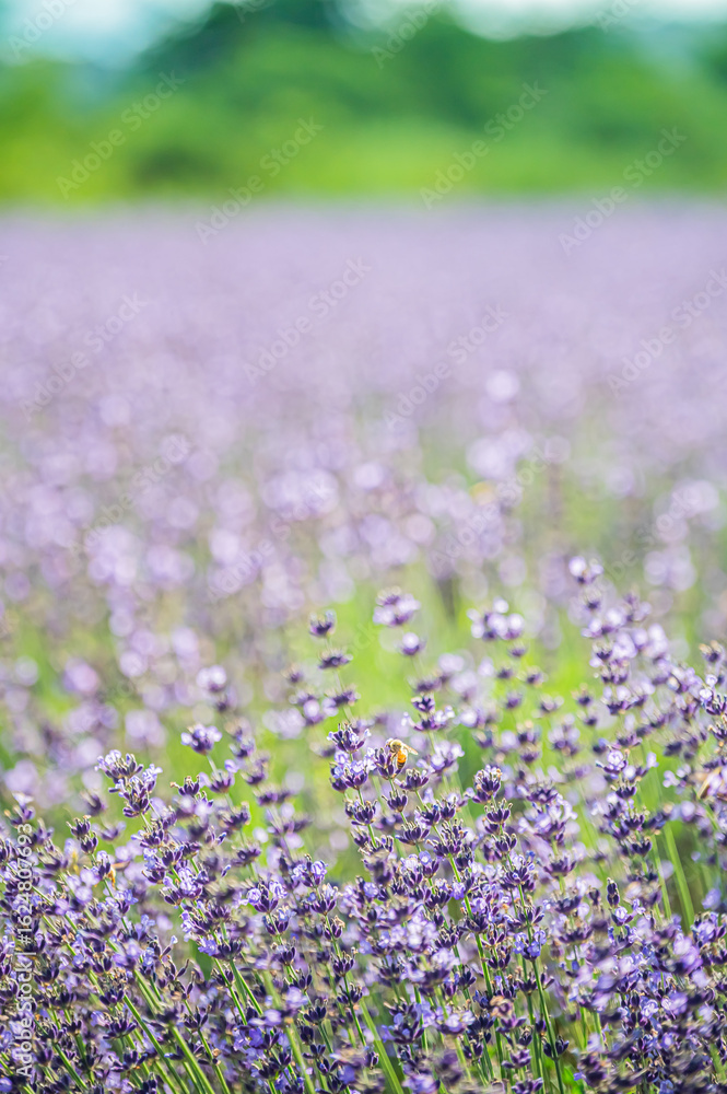 Fototapeta premium 北海道 札幌市 幌見峠のラベンダー畑