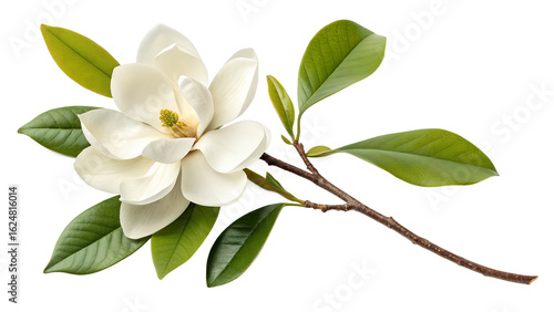 Beautiful white magnolia flower blossom with green leaves floral botanical photography isolated image