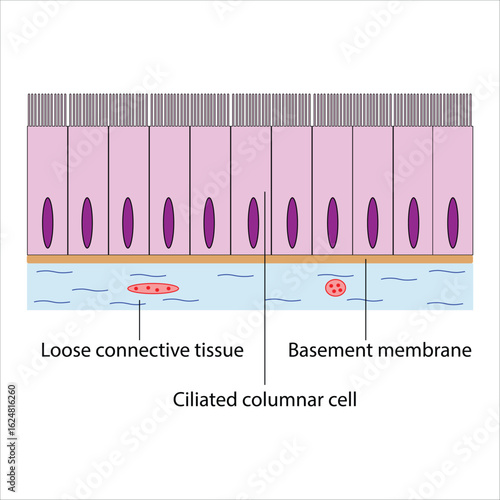 Ciliated Columnar Epithelium Detailed Diagram of Tissue Structure