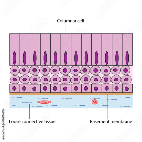 Stratified Columnar Epithelium Detailed Diagram of Tissue Structure