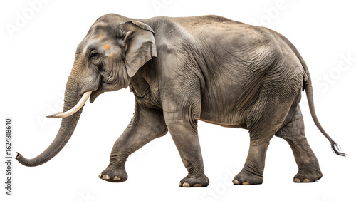 Isolated asian elephant walking side view wildlife animal mammal nature zoo safari large trunk tusks gray skin