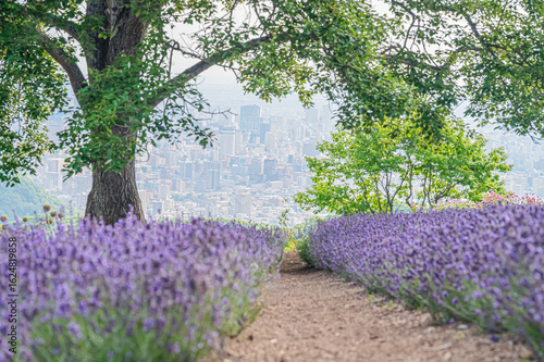 Wallpaper Mural 北海道　札幌市　幌見峠のラベンダー畑 Torontodigital.ca