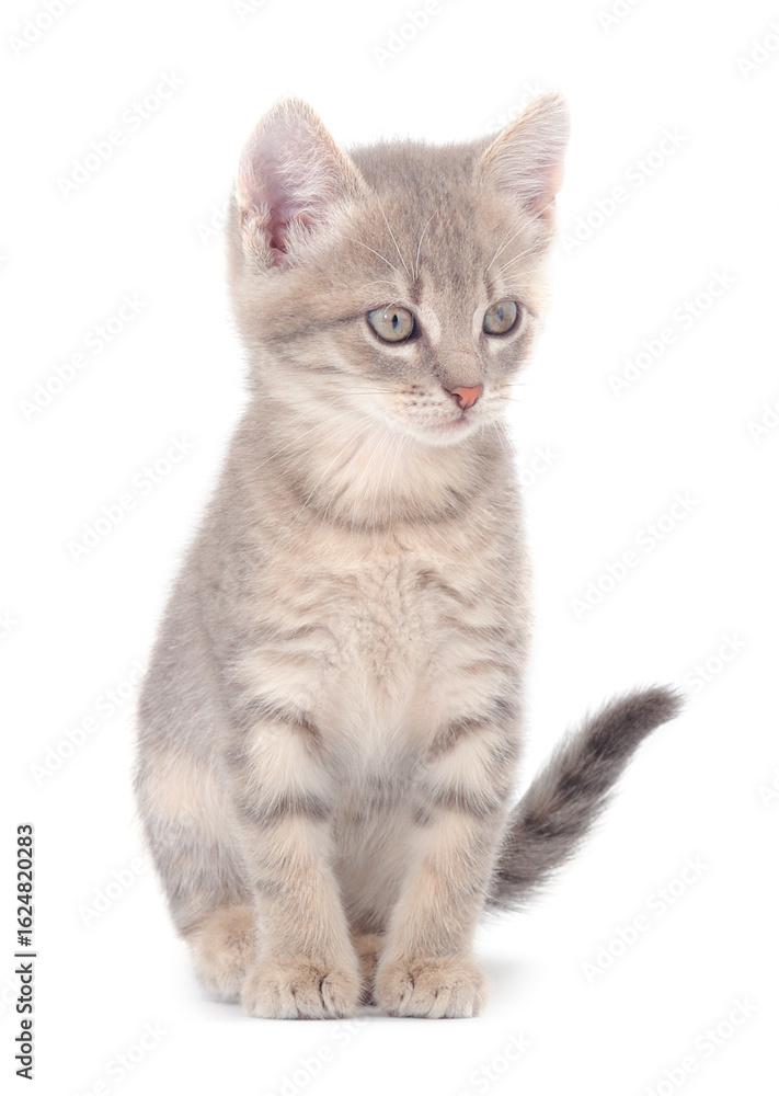 Obraz premium Small gray kitten.