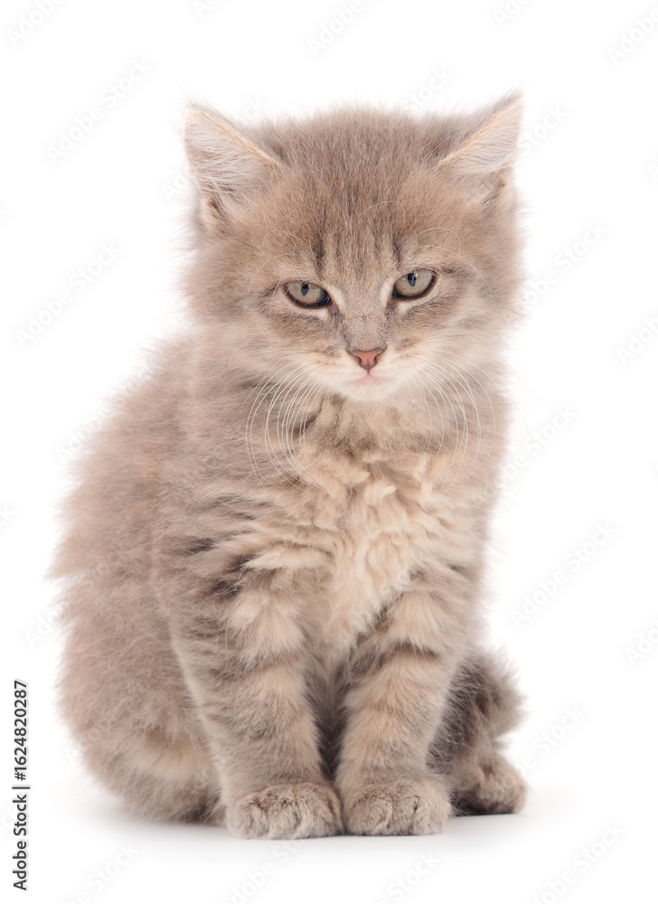 Obraz premium Small gray kitten.