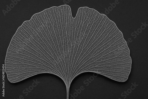 イチョウの葉脈標本　skeleton leaf of ginkgo